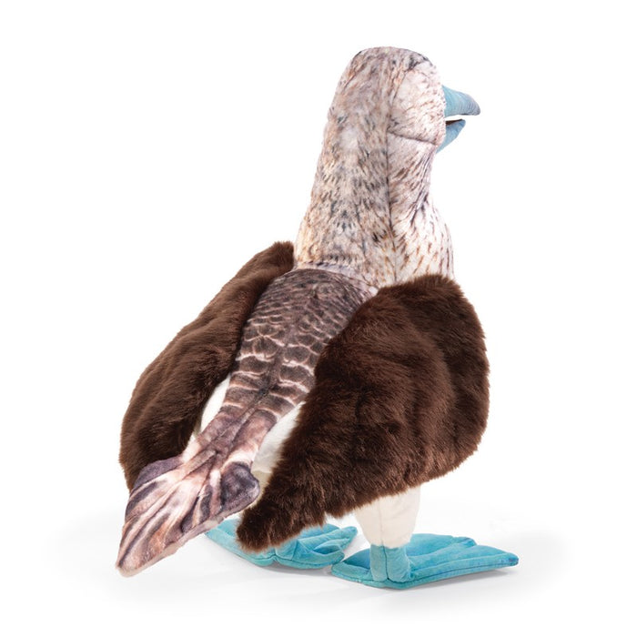 Booby, Blue-Footed
