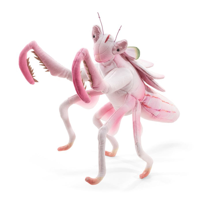 Mantis, Orchid