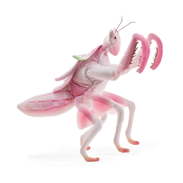 Mantis, Orchid
