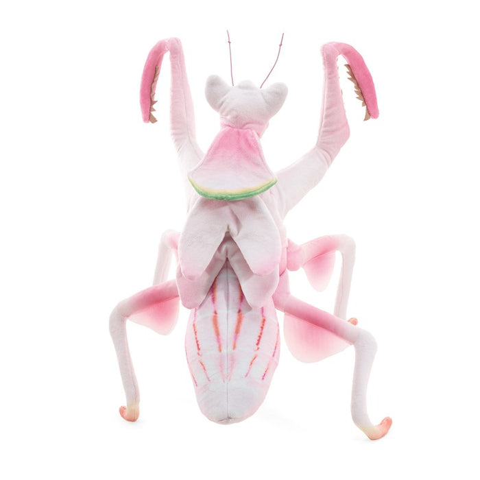 Mantis, Orchid