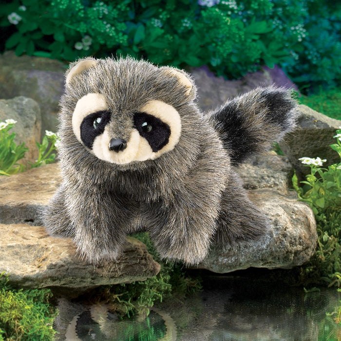 Baby Raccoon