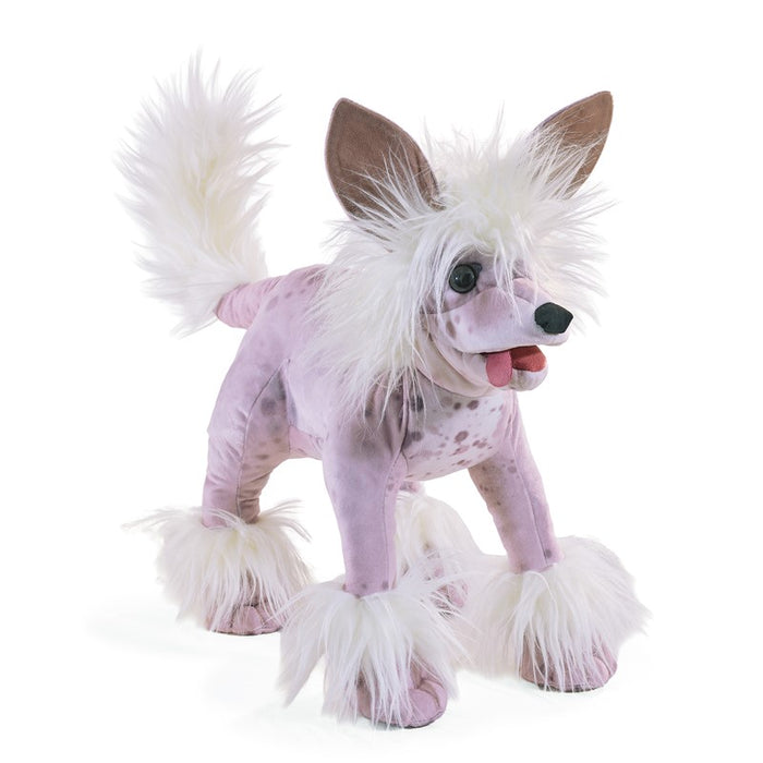 Dog Chinese Crested