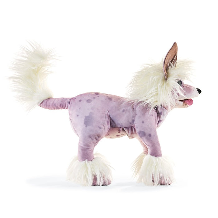Dog Chinese Crested