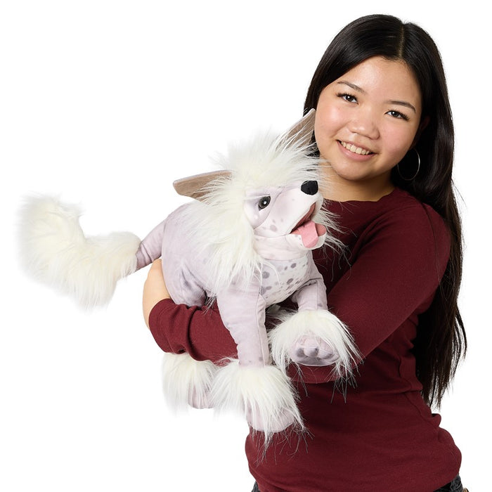 Dog Chinese Crested