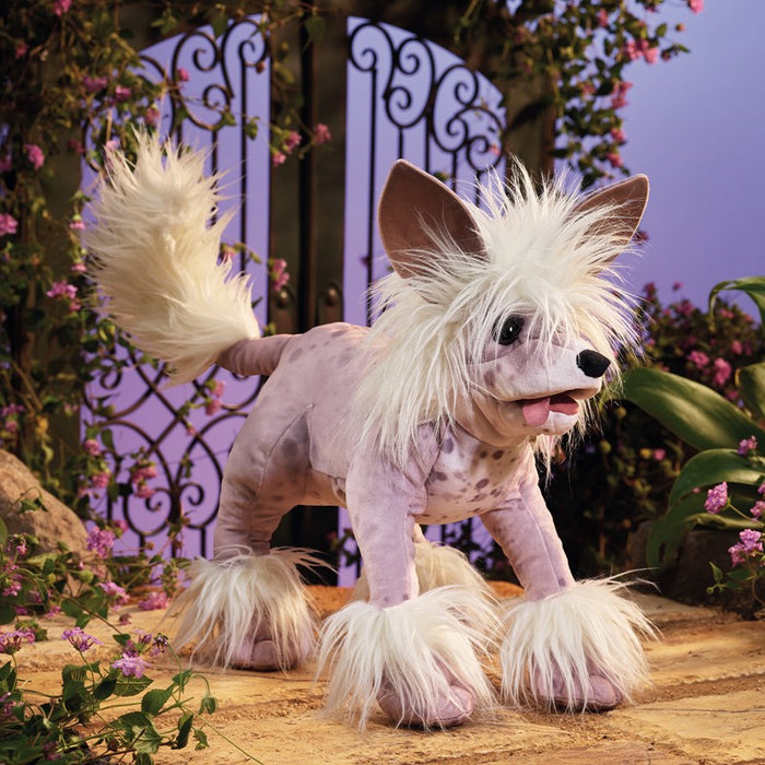 Dog Chinese Crested